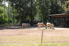 Tierpark BerlinIMG_6948