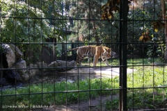 Zoo Braunschweig 080909IMG_0875