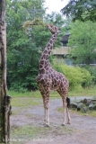 Zoo_Duisburg_280614_IMG_5126