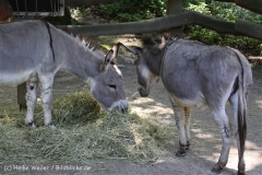 Zoo_Dortmund_190714_copy_Heike_Weiler_IMG_2112