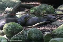 Zoo_Dortmund_190714_copy_Heike_Weiler_IMG_2210