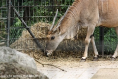 Zoo Dortmund 310711- IMG_3767