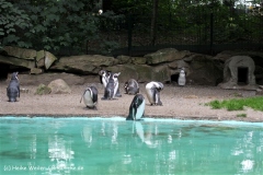 Zoo Dortmund 310711- IMG_4036