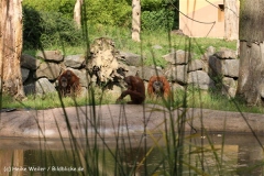 Zoo Dortmund 310711- IMG_4142