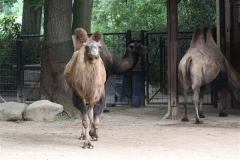 Zoo Dortmund 310711- IMG_4185