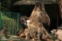 Zoo Duisburg 210810 - IMG_0703