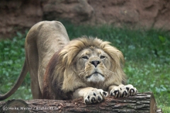 Zoo_Hannover_050914_copy_Heike_Weiler_IMG_6619