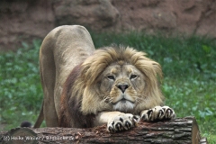 Zoo_Hannover_050914_copy_Heike_Weiler_IMG_6622