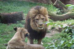 Zoo_Hannover_050914_copy_Heike_Weiler_IMG_6630