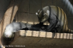Zoo_Hannover_050914_copy_Heike_Weiler_IMG_6706