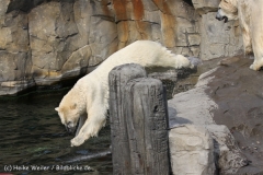 Zoo_Hannover_050914_copy_Heike_Weiler_IMG_7018
