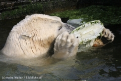 Zoo_Hannover_050914_copy_Heike_Weiler_IMG_7026