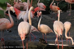 Zoo_Hannover_050914_copy_Heike_Weiler_IMG_7464
