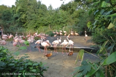 Zoo_Hannover_050914_copy_Heike_Weiler_IMG_7464_5511