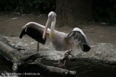 Zoo_Hannover_050914_copy_Heike_Weiler_IMG_7505