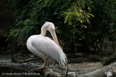 Zoo_Hannover_050914_copy_Heike_Weiler_IMG_7532