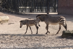 Zoo_Hannover_070314_IMG_6511