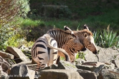 Zoo_Hannover_101014_copy_Heike_Weiler_IMG_7944