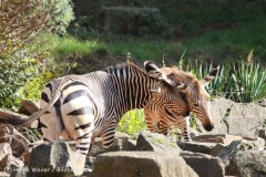 Zoo_Hannover_101014_copy_Heike_Weiler_IMG_7945