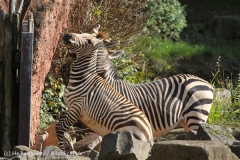 Zoo_Hannover_101014_copy_Heike_Weiler_IMG_7956