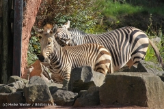 Zoo_Hannover_101014_copy_Heike_Weiler_IMG_7959