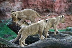 Zoo_Hannover_101014_copy_Heike_Weiler_IMG_8027
