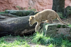 Zoo_Hannover_101014_copy_Heike_Weiler_IMG_8030