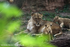 Zoo_Hannover_101014_copy_Heike_Weiler_IMG_8094