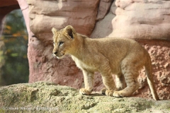 Zoo_Hannover_101014_copy_Heike_Weiler_IMG_8114