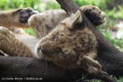 Zoo_Hannover_101014_copy_Heike_Weiler_IMG_8130