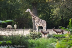 Zoo_Hannover_101014_copy_Heike_Weiler_IMG_8141