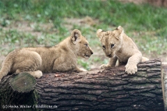Zoo_Hannover_101014_copy_Heike_Weiler_IMG_8175