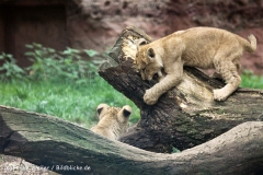 Zoo_Hannover_101014_copy_Heike_Weiler_IMG_8178