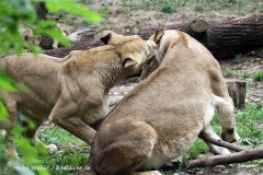 Zoo_Hannover_101014_copy_Heike_Weiler_IMG_8220