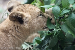 Zoo_Hannover_101014_copy_Heike_Weiler_IMG_8288