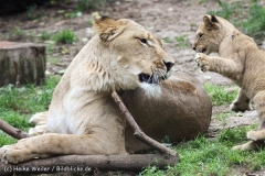 Zoo_Hannover_101014_copy_Heike_Weiler_IMG_8306
