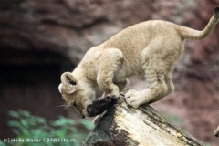 Zoo_Hannover_101014_copy_Heike_Weiler_IMG_8312