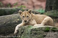Zoo_Hannover_101014_copy_Heike_Weiler_IMG_8343