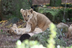 Zoo_Hannover_101014_copy_Heike_Weiler_IMG_8512