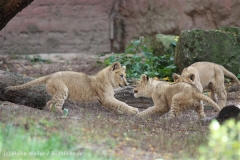 Zoo_Hannover_101014_copy_Heike_Weiler_IMG_8530