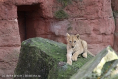 Zoo_Hannover_101014_copy_Heike_Weiler_IMG_8552
