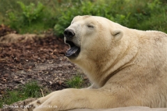 Zoo_Hannover_101014_copy_Heike_Weiler_IMG_8630