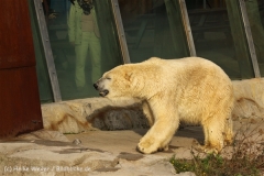 Zoo_Hannover_101014_copy_Heike_Weiler_IMG_8635