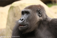 Zoo_Hannover_101014_copy_Heike_Weiler_IMG_8705