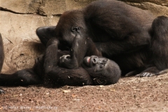 Zoo_Hannover_101014_copy_Heike_Weiler_IMG_8832