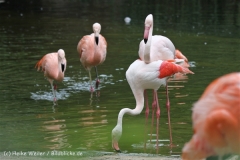 Zoo_Hannover_170714_copy_Heike_Weiler_IMG_1515