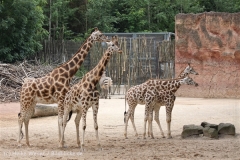 Zoo_Hannover_170714_copy_Heike_Weiler_IMG_1548