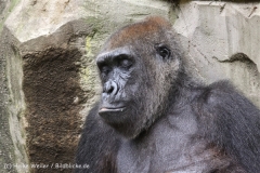 Zoo_Hannover_170714_copy_Heike_Weiler_IMG_1942
