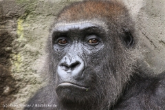 Zoo_Hannover_170714_copy_Heike_Weiler_IMG_1947