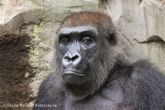 Zoo_Hannover_170714_copy_Heike_Weiler_IMG_1955